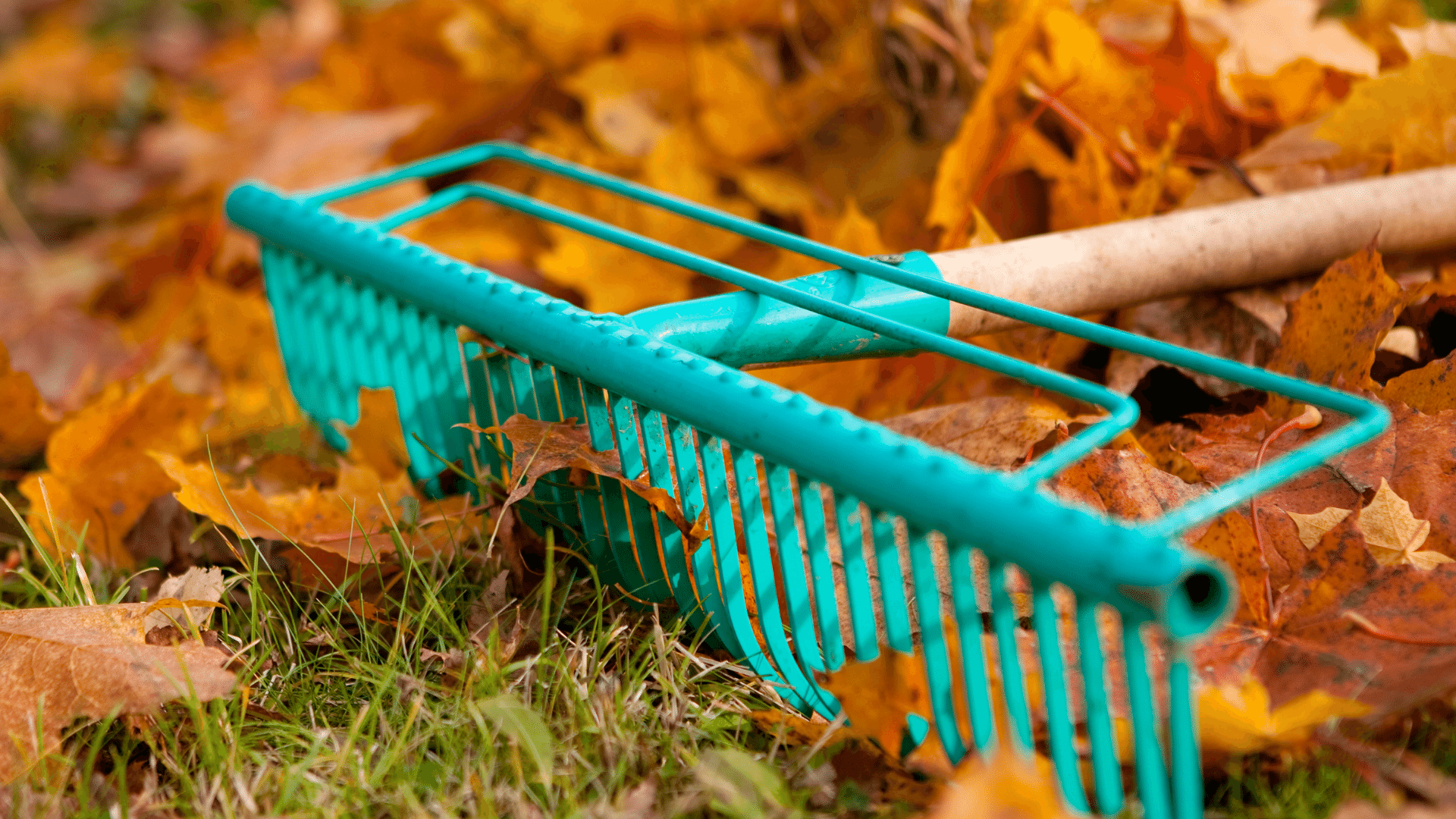 starting-a-vegetable-garden-from-seeds-or-seedlings