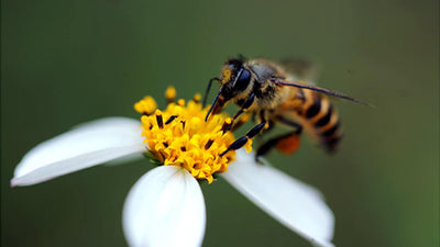 How To Safely Get Rid Of Wasps In Your Garden