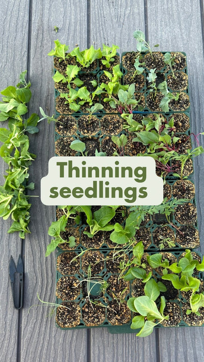 Thinning Seedlings