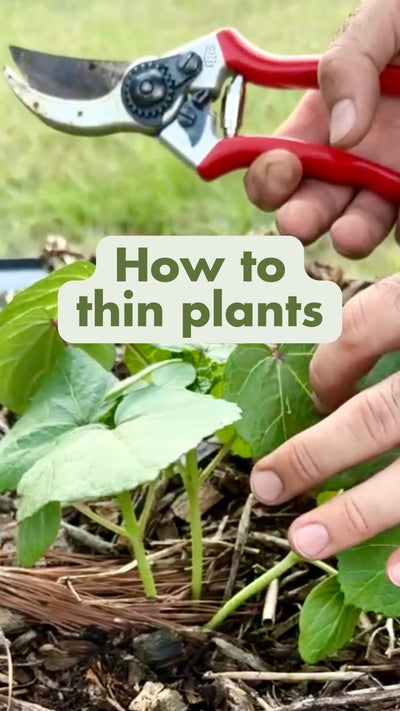 How to Thin Plants
