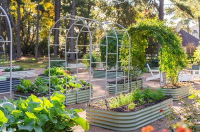Reaching New Heights: Trellises Elevate Your Gardening Game