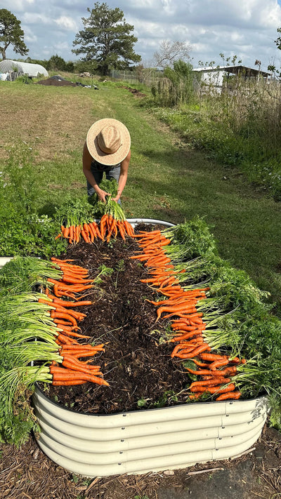 Carrots Harvested in Jumbo-U Bed
