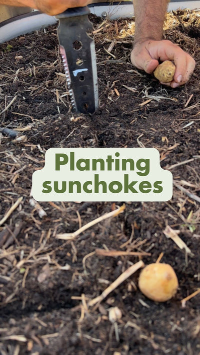 Planting Sunchokes