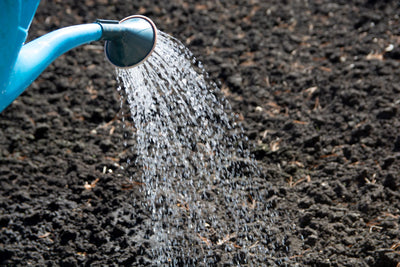 Water Wisdom: A Guide to Efficient Garden Irrigation