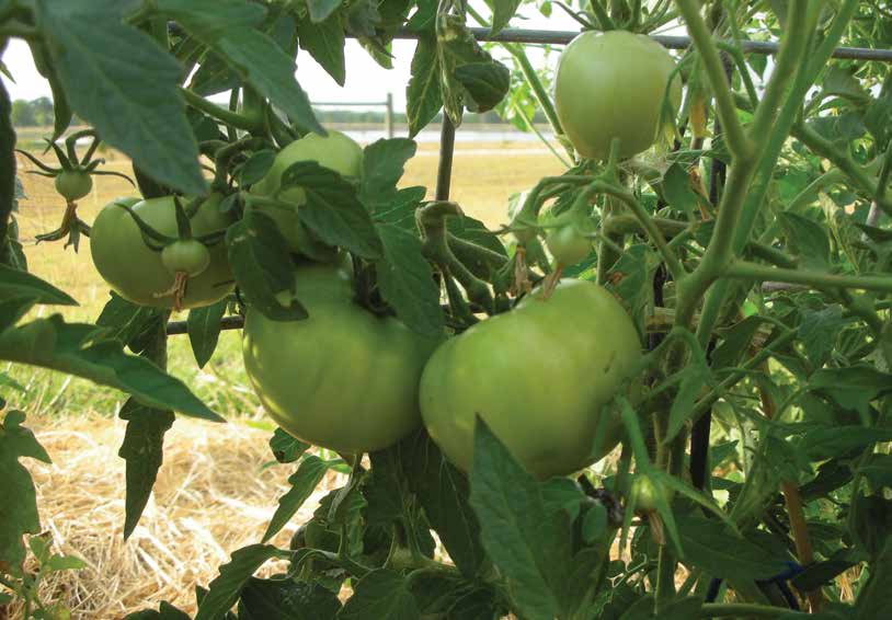 Wanted to share my tomato trellis set up for indeterminates! it worked  amazing last year. just stake about 4 strings into the ground when planting  the tomato. string it up to the