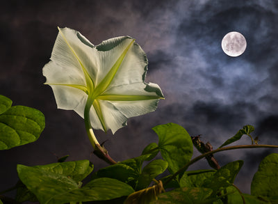 Night Gardens: Shine at Moon Time