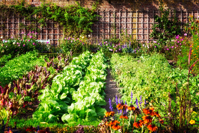Edible Landscaping: Fusing Aesthetics and Functionality in Your Garden