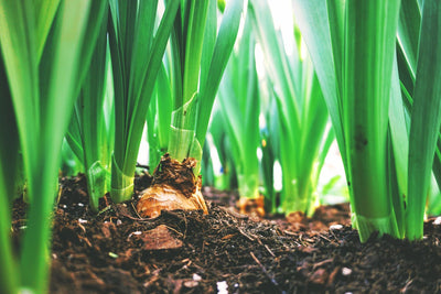 Soil Health and How to Achieve It