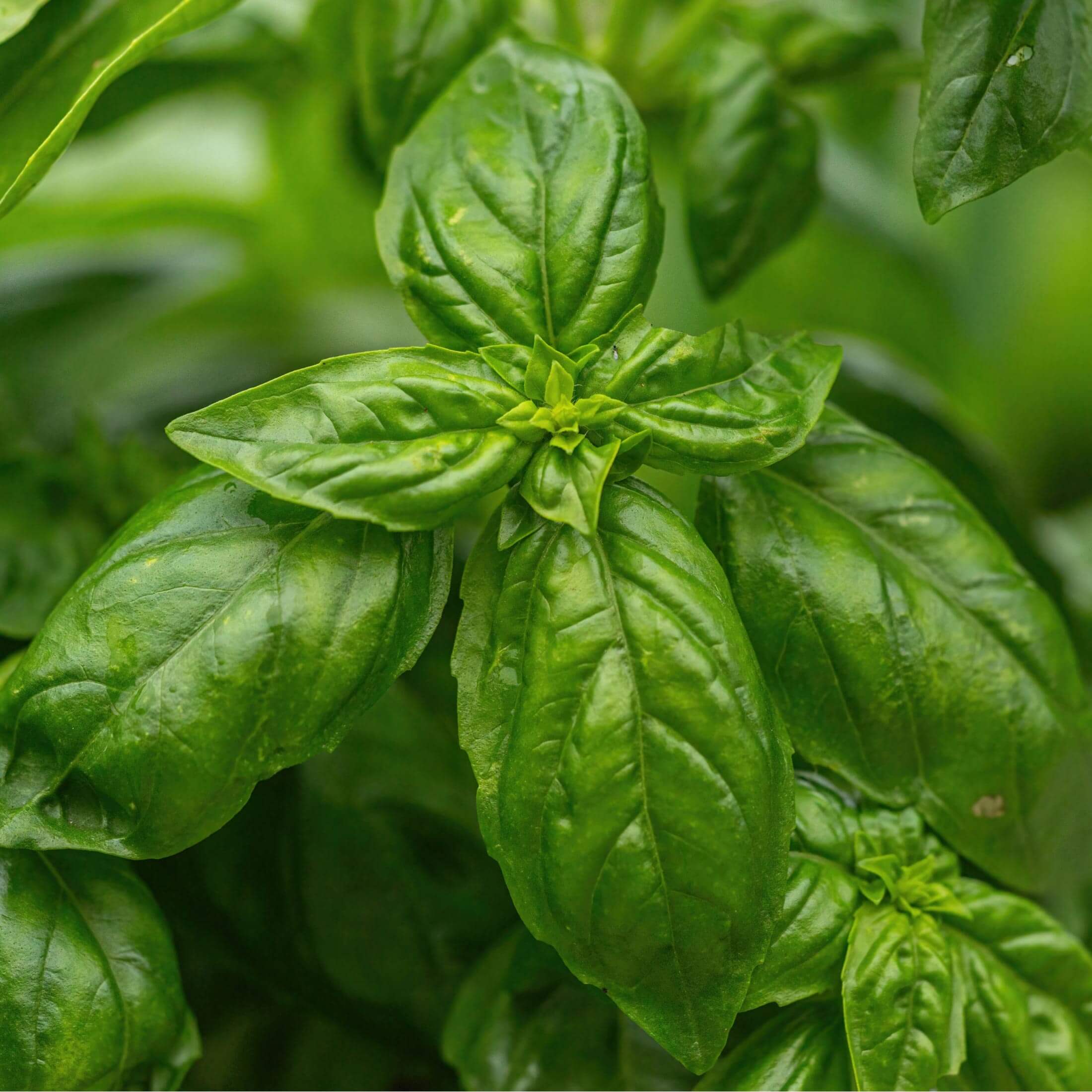 Italian Large Leaf Basil Seedlings Vego Garden Seedlings