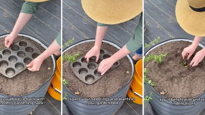Gardener shares ‘brilliant’ hack for using a muffin tin to help with planting: ‘I need to remember this’