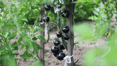 Exploring Unique Fall Vegetables Beyond Traditional Pumpkins & Squash