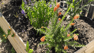 Why You Should Put Cardboard in Your Raised Beds