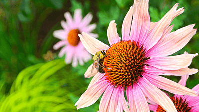 Easy, Self-Pollinating Flowers For Your Garden