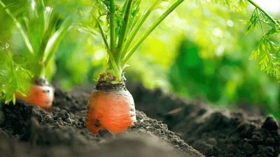 Growing and Enjoying Root Vegetables in Winter