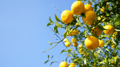 10 Types of Fruit Trees You Can Grow in Your Backyard