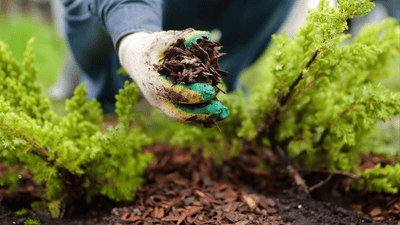 Exploring the Benefits of Mulch: Protect Your Garden This Winter