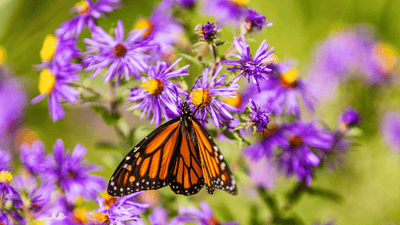 Attracting Birds and Butterflies to Late Summer and Early Autumn Gardens