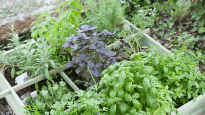 Herb Recipes and How to use Herbs to Replace Salts