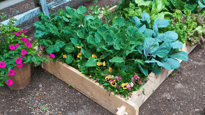 Are Raised Garden Beds Worth the Investment?