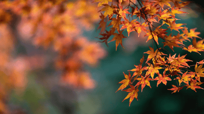 The Perfect Autumn Plants for a Vibrant Garden