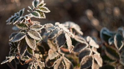 Winter Garden: Plants for Seasonal Interest