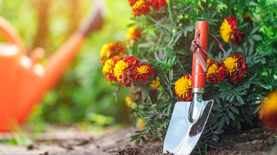 The Ultimate Guide to Winter Planting: Tools and Tactics