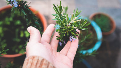 Grow A Rosemary Plant From The Grocery Store