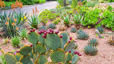 Succulent Garden Ideas That Will Transport You to Another World