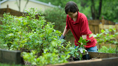 The Green Revolution: Why Everyone Should Have Raised Garden Beds in Their Backyard