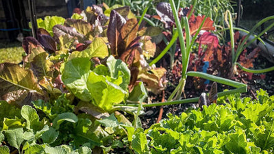 How to Grow and Harvest Lettuce