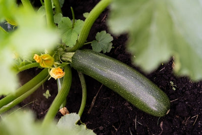 27 Fast Growing Vegetables to Plant and Harvest in Late Summer