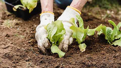 Guide To Understanding Garden Soil  For Successful Gardening