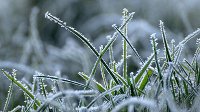 Ways to Protect Plants from Freezing Temperatures