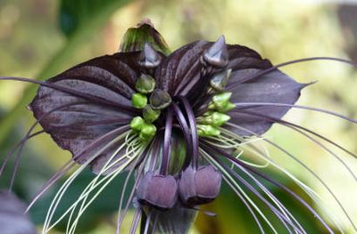 Creepy Plants for the Spooky Season