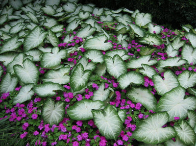 Grow Better Garden Caladiums: Tropical Perennial Known for Heart-Shaped Leaves
