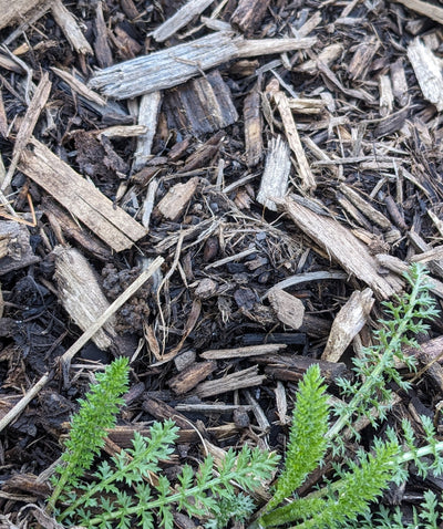 Earthy Diversity: Mulch Types and Tips