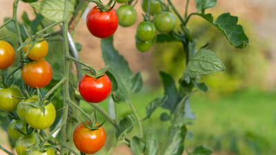 Best Plants to Grow Under Tomatoes