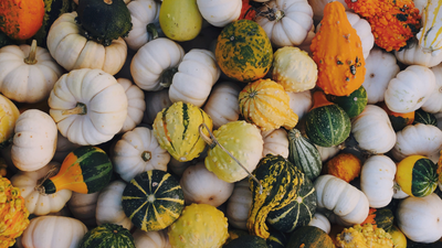 Everything There Is to Know About Winter Squash