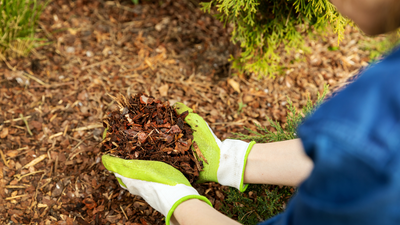 All About Mulch