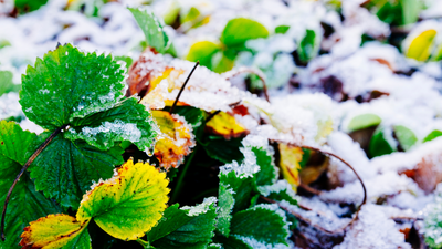 Ways to Protect Your Garden from Frost