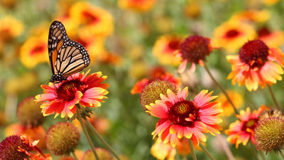 Spring Gardening in Gulf South: Tips and Tricks for May