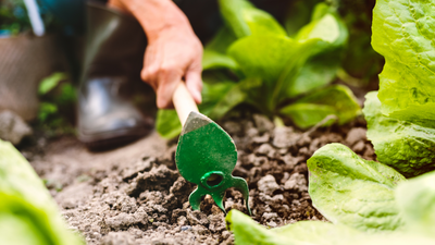 10 Ways to Save Money Gardening