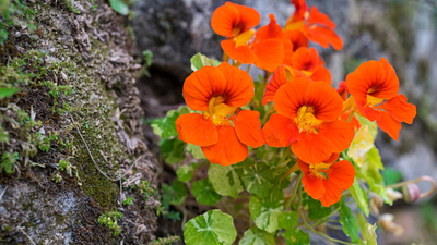 Nasturtium: Garden Rockstar