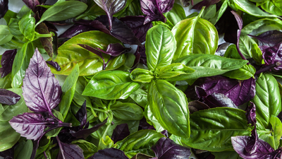 How to  Prune Basil for More Harvest and Beauty