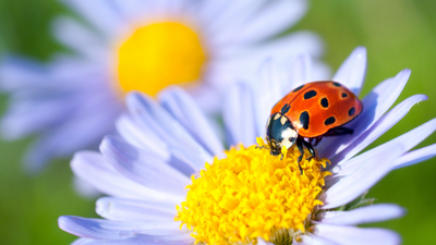 Beneficial Insects: Look for These Bugs in the Garden