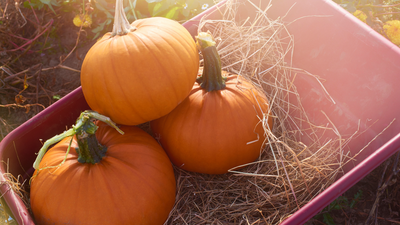How to Pick the Perfect Pumpkin