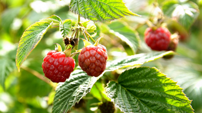 Tips for Growing Raspberry Bushes