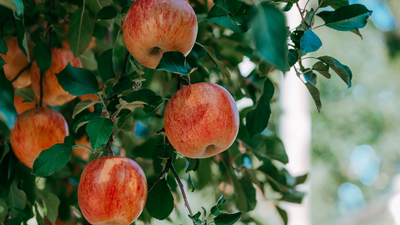 The Benefits of Growing Apple Trees in a Raised Garden Bed