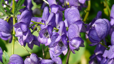 10 Poisonous Flowers to Avoid in the Garden