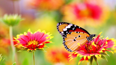 Flowers that Attract Butterflies to Your Garden